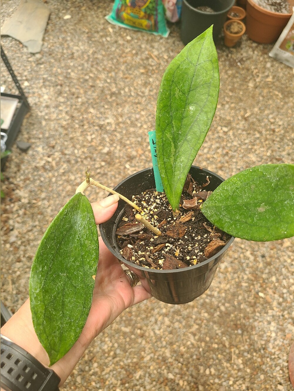 Hoya Jennifer
